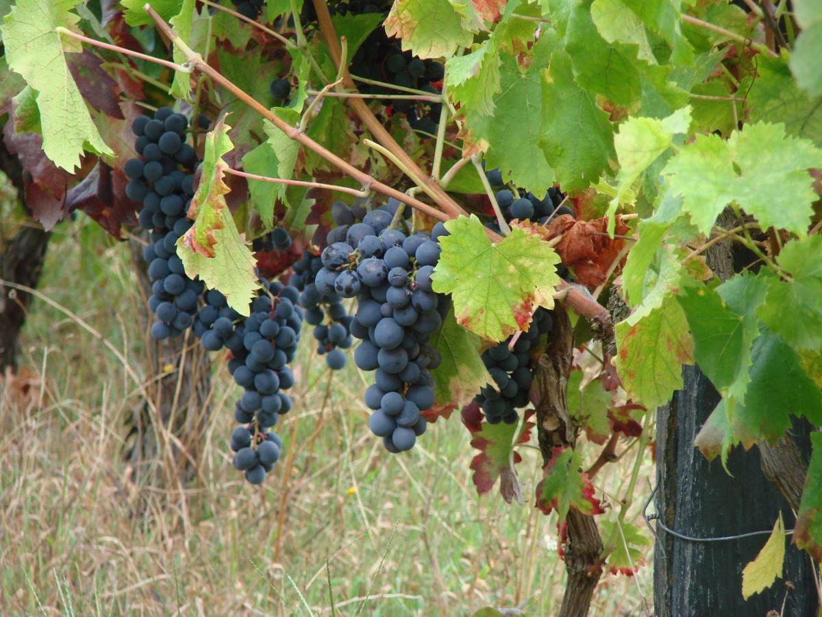Quinta Da Portelada Peso da Régua Εξωτερικό φωτογραφία